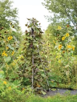 DIY Connector For Teepee Trellis 15 DIY Connector For Teepee Trellis -Gardeners Supplies Sales 8611896 062 tif