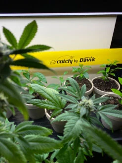 Catchy Natural Greenhouse Pest Protection Sticky Roll, 30’ -Gardeners Supplies Sales 8611979 8004