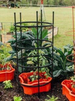 Deluxe Tomato Halos, Set Of 2 -Gardeners Supplies Sales 8612045 228 tif