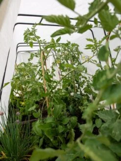 Cotton All Purpose Garden Cover 8 Cotton All Purpose Garden Cover -Gardeners Supplies Sales 8612815 0039 tif