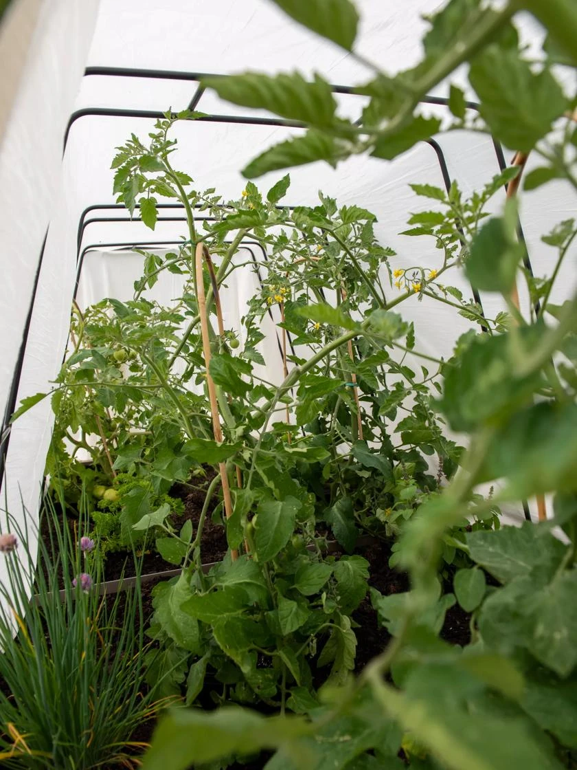 Cotton All Purpose Garden Cover 3 Cotton All Purpose Garden Cover - Image 3