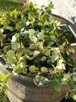 Round Rain Barrel With Planter, 35 Gallons 10 Round Rain Barrel With Planter, 35 Gallons -Gardeners Supplies Sales 8612856WALNT 03V tif