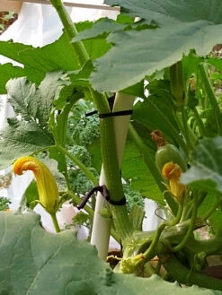 Farmyarn® Multipurpose Garden Tie, 2 Pack 15 Farmyarn® Multipurpose Garden Tie, 2 Pack -Gardeners Supplies Sales 8612948 01v