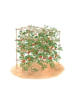 Tomato Six Pack Support 15 Tomato Six Pack Support -Gardeners Supplies Sales 8613143 art flat