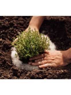 Hortiwool ®, 5 Pad Pack 11 Hortiwool ®, 5 Pad Pack -Gardeners Supplies Sales 8613263 06v