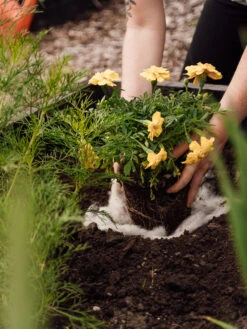 Hortiwool ®, 5 Pad Pack 13 Hortiwool ®, 5 Pad Pack -Gardeners Supplies Sales 8613263 12v