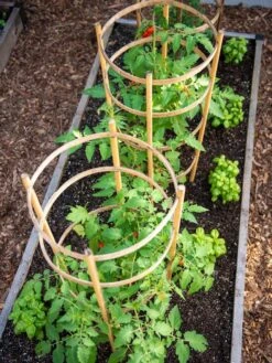 Bamboo Tomato Cages, Set Of 3 11 Bamboo Tomato Cages, Set Of 3 -Gardeners Supplies Sales 8613426 6916