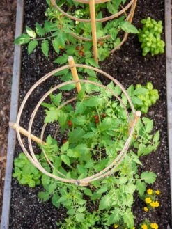 Bamboo Tomato Cages, Set Of 3 12 Bamboo Tomato Cages, Set Of 3 -Gardeners Supplies Sales 8613426 6921