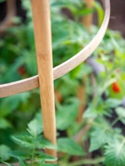 Bamboo Tomato Cages, Set Of 3 14 Bamboo Tomato Cages, Set Of 3 -Gardeners Supplies Sales 8613426 6924