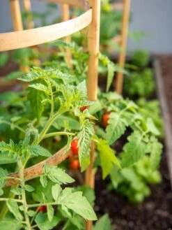 Bamboo Tomato Cages, Set Of 3 13 Bamboo Tomato Cages, Set Of 3 -Gardeners Supplies Sales 8613426 6934