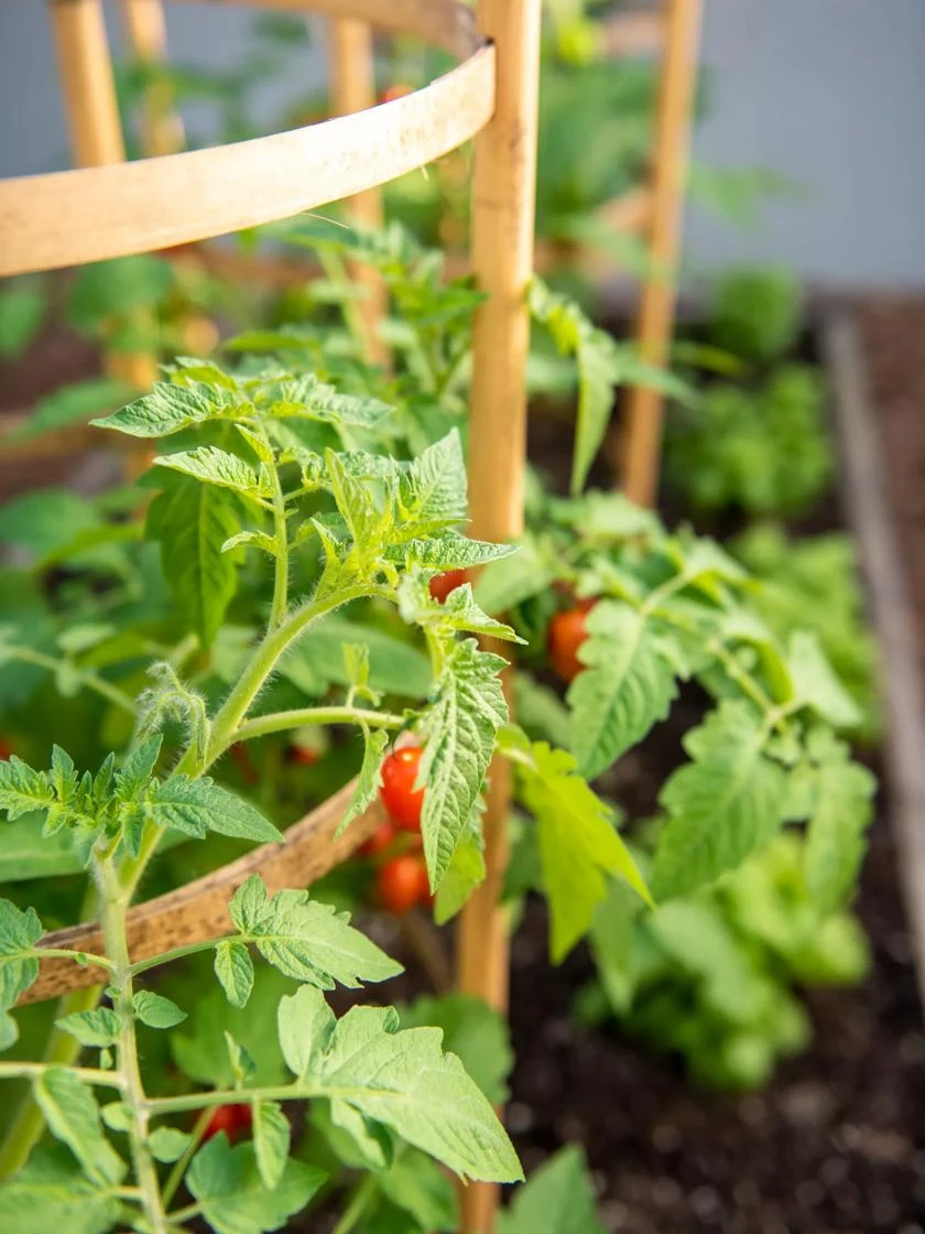 Bamboo Tomato Cages, Set Of 3 5 Bamboo Tomato Cages, Set Of 3 - Image 5