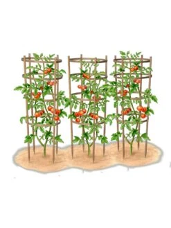Bamboo Tomato Cages, Set Of 3 16 Bamboo Tomato Cages, Set Of 3 -Gardeners Supplies Sales 8613426 art