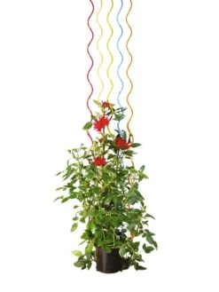 Rainbow Spiral Supports, Set Of 5 13 Rainbow Spiral Supports, Set Of 5 -Gardeners Supplies Sales GS36377 03S tif