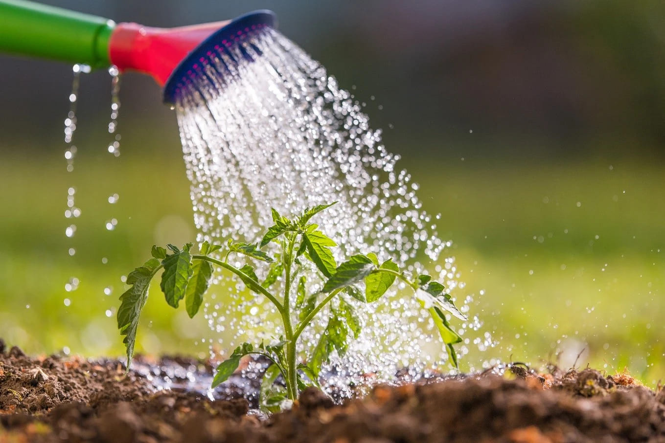 Gardeners Supplies Sales -Gardeners Supplies Sales The Importance of Water in Plants and What to Consider 1